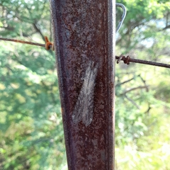 Centroclisis