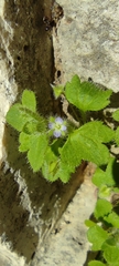 Veronica hederifolia