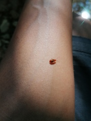 Malacorhinus reticulatus