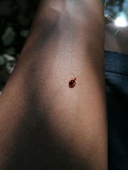 Malacorhinus reticulatus