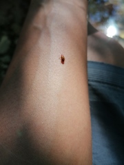 Malacorhinus reticulatus