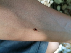 Malacorhinus reticulatus