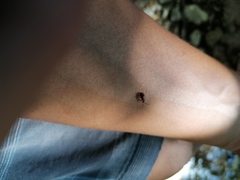 Malacorhinus reticulatus