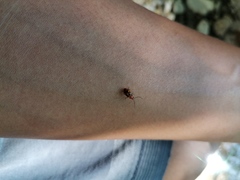 Malacorhinus reticulatus