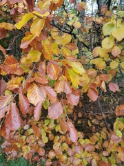 Fagus sylvatica