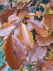 Fagus sylvatica