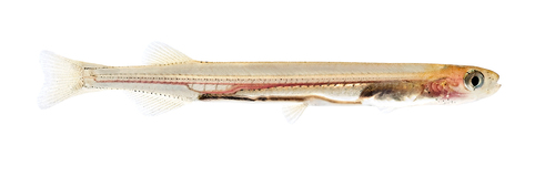 Common galaxias (Galaxias maculatus) — Galaxiidae — 2
