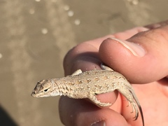 Holbrookia propinqua