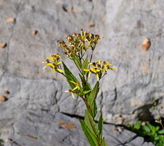 Senecio ovatus alpestris