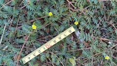 Tribulus terrestris