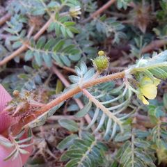 Tribulus terrestris