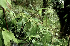 Elatostema platyphyllum