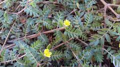Tribulus terrestris