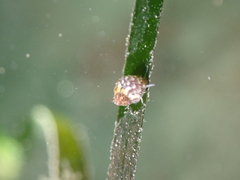 Tricolia pullus