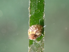 Tricolia pullus