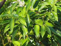 Cinnamomum kotoense