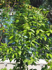 Cinnamomum kotoense