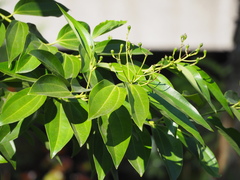 Cinnamomum kotoense