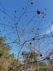 Tithonia rotundifolia