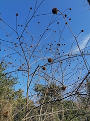 Tithonia rotundifolia