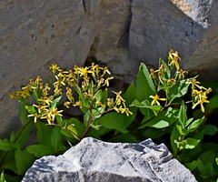 Senecio ovatus alpestris