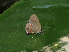 Calycopis bactra
