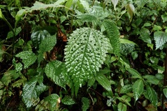 Urtica thunbergiana