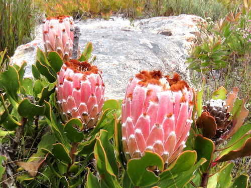 Protea speciosa (L.) L.