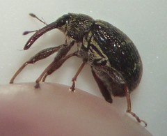 Anthonomus eugenii