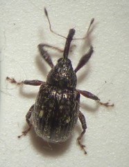 Anthonomus eugenii