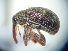 Anthonomus eugenii