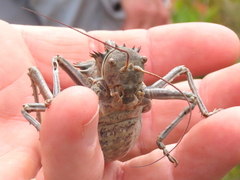 Hetrodes pupus pupus