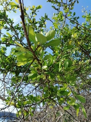 Sideroxylon celastrinum