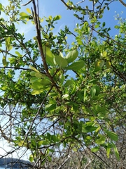 Sideroxylon celastrinum