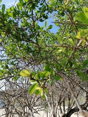 Sideroxylon celastrinum