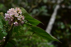 Dombeya ciliata