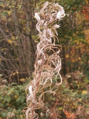 Chamaenerion angustifolium