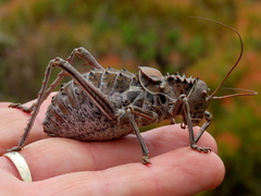 Hetrodes pupus pupus