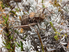 Hetrodes pupus pupus