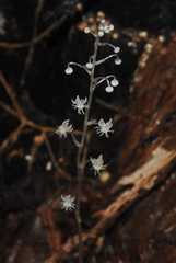 Sciaphila albescens