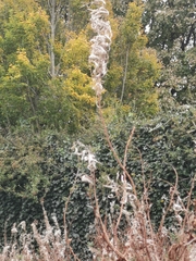 Chamaenerion angustifolium