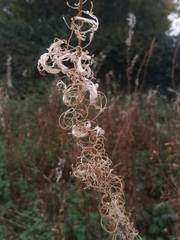 Chamaenerion angustifolium