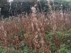 Chamaenerion angustifolium