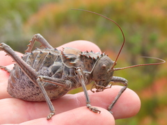 Hetrodes pupus pupus