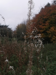 Chamaenerion angustifolium