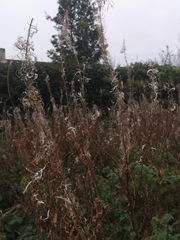 Chamaenerion angustifolium