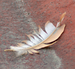 Turdus rufopalliatus