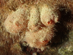 Dendrodoa grossularia