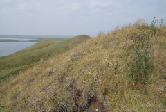 Artemisia arctisibirica