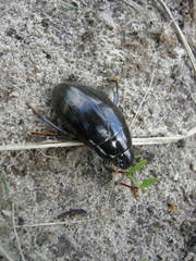 Hydrophilus aterrimus